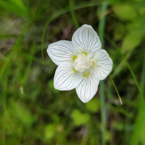 Parnassia palustris Lorea