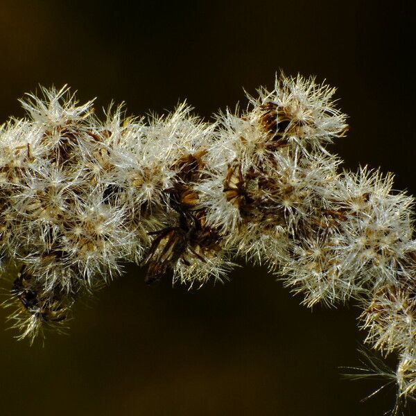 Solidago canadensis Frutto