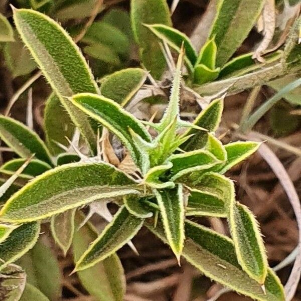 Barleria delamerei Blad