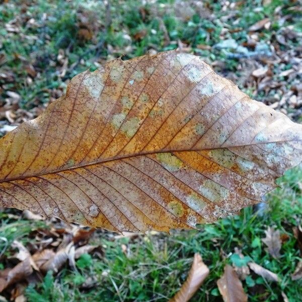 Castanea sativa Feuille