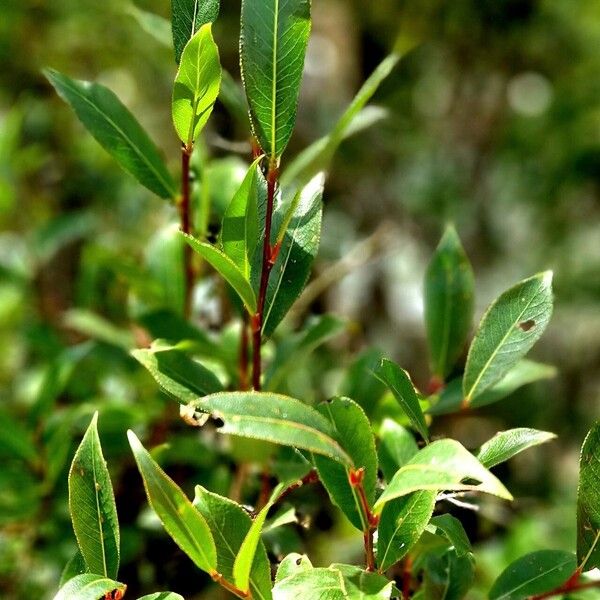 Salix pentandra Habit