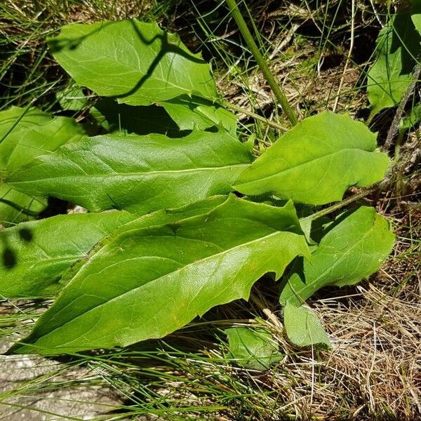 Hieracium murorum List