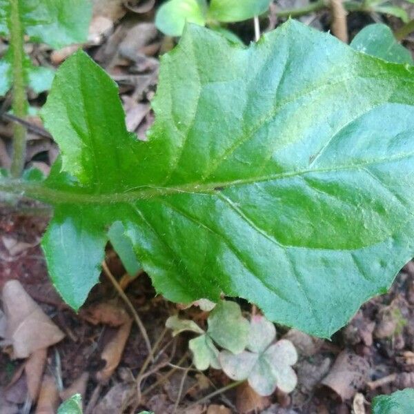 Youngia japonica برگ