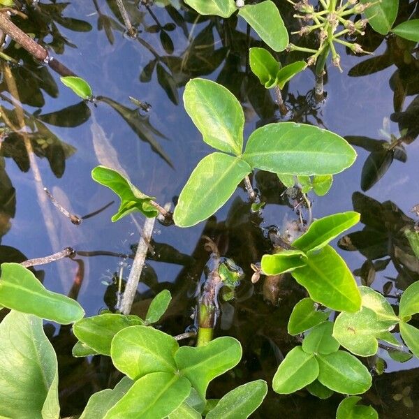 Menyanthes trifoliata Õis