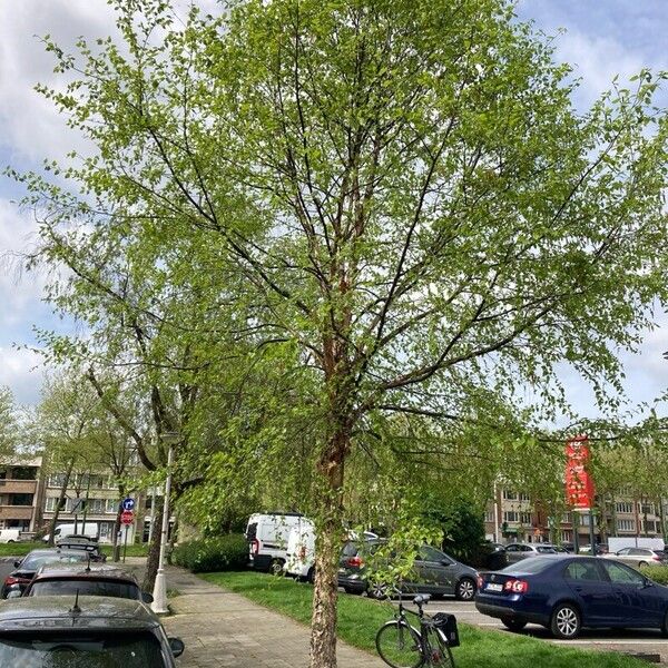 Betula nigra Συνήθη χαρακτηριστικά