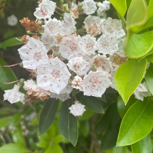 Kalmia latifolia Flor