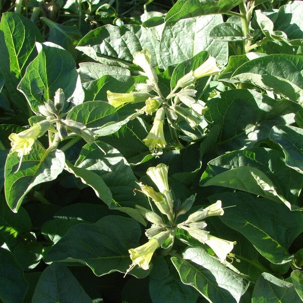 Nicotiana rustica Blomst