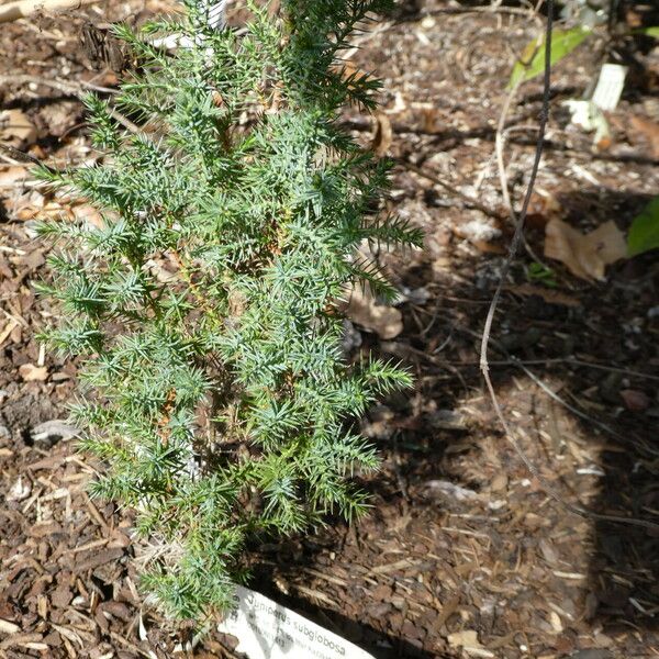 Juniperus semiglobosa Hàbitat