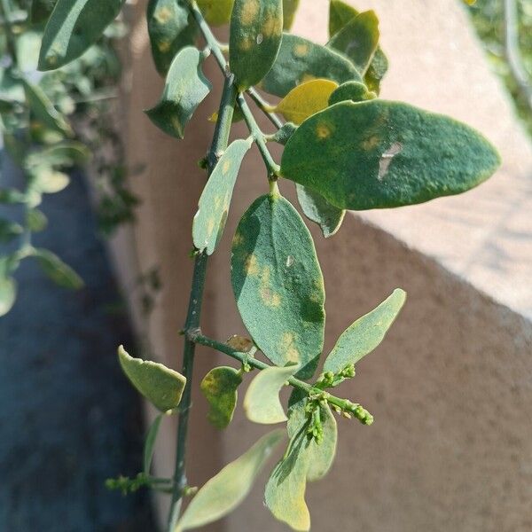 Salvadora persica Leaf