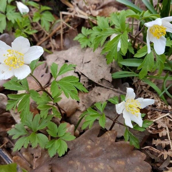 Anemonoides nemorosa Lorea