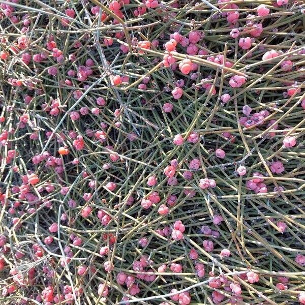 Ephedra distachya Flower