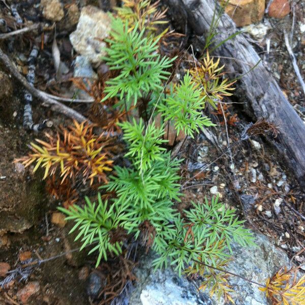 Hemionitis densa Plante entière