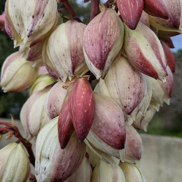 Yucca gloriosa Õis