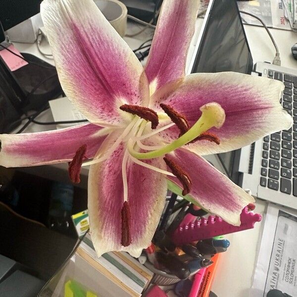 Lilium longiflorum Flower