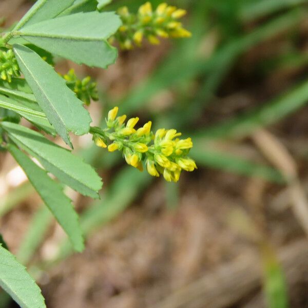 Melilotus indicus Flower