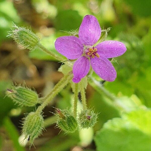 Erodium malacoides Blomst