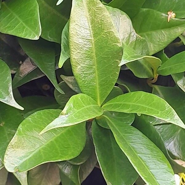 Trachelospermum jasminoides 叶