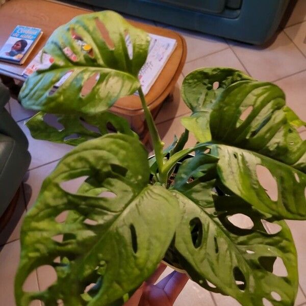 Monstera adansonii Leaf