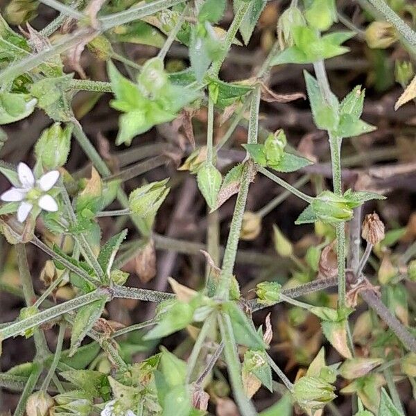 Arenaria serpyllifolia Blad