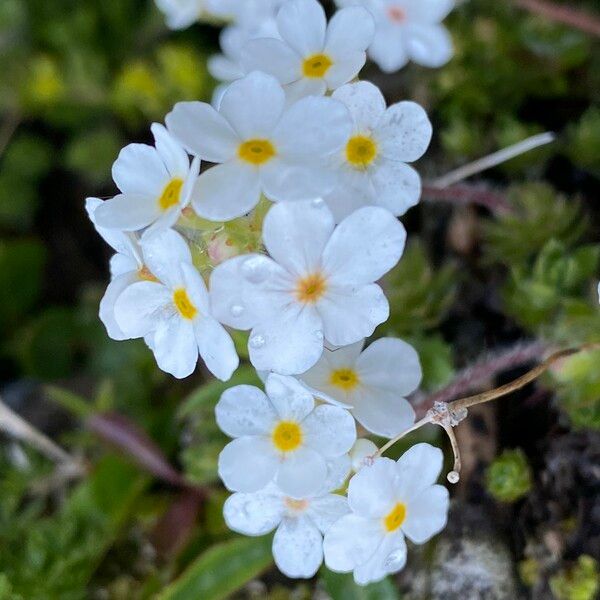 Androsace villosa പുഷ്പം