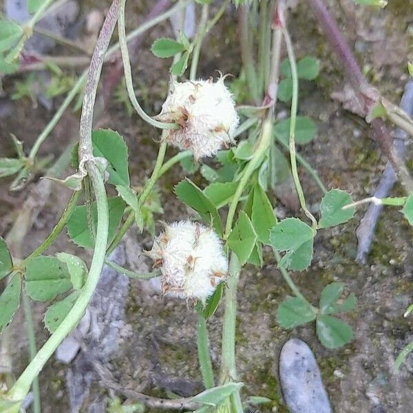Trifolium tomentosum Hedelmä