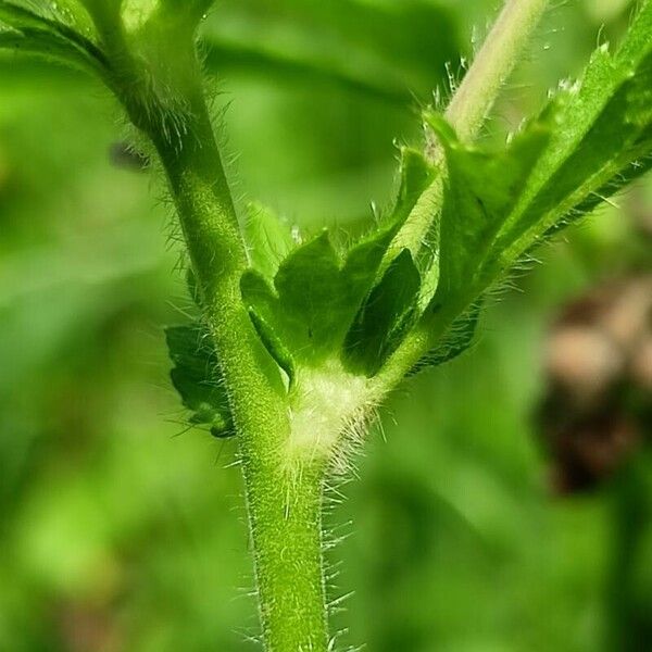 Geum aleppicum چھال