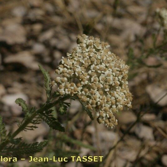 Achillea crithmifolia Flower