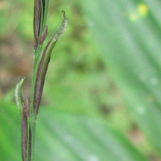 Pharus latifolius Fruchs