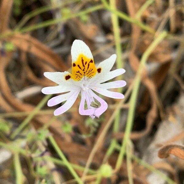 Schizanthus pinnatus 花