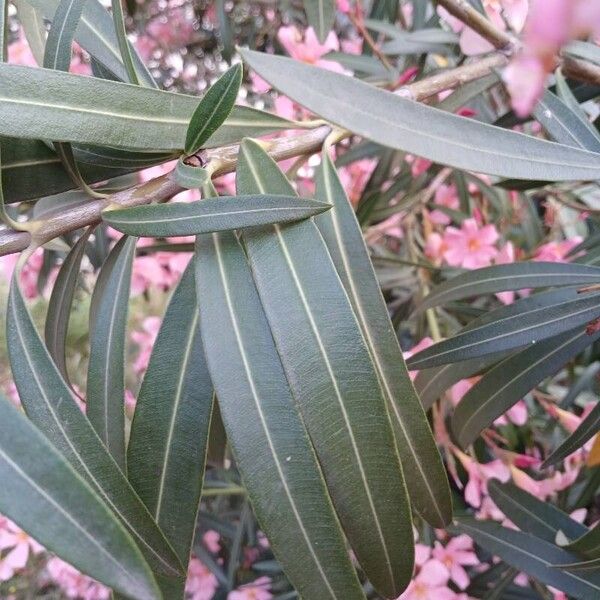 Nerium oleander Lapas