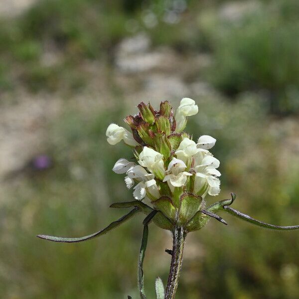 Prunella laciniata फूल