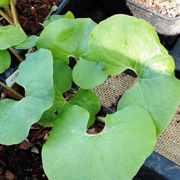 Asarum canadense Leaf