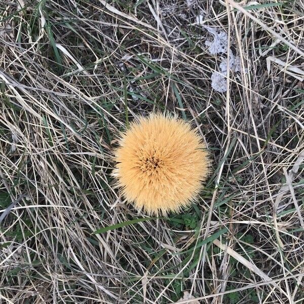 Carlina acaulis List