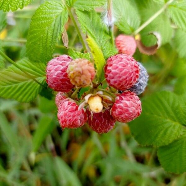 Rubus niveus Fruitua