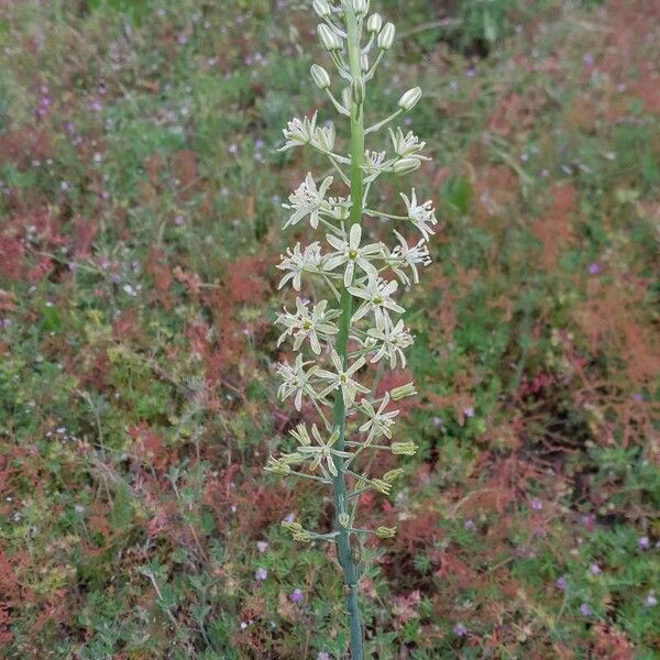 Ornithogalum pyrenaicum Fleur