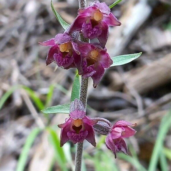 Epipactis atrorubens Цвят