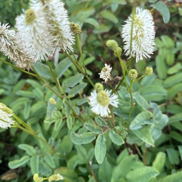 Sanguisorba canadensis Flower