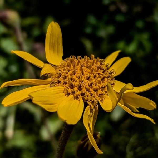 Arnica montana Λουλούδι