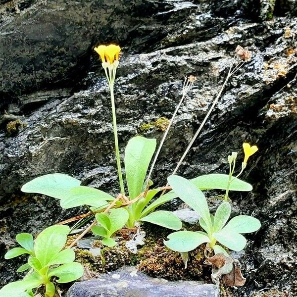 Primula auricula Costuma