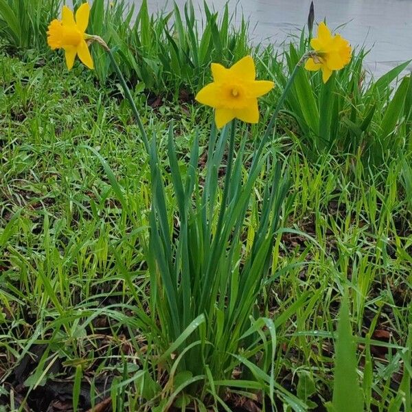 Narcissus jonquilla Květ