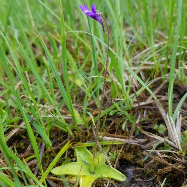 Pinguicula vulgaris 花