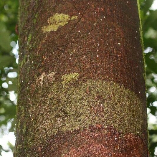 Apeiba petoumo Bark