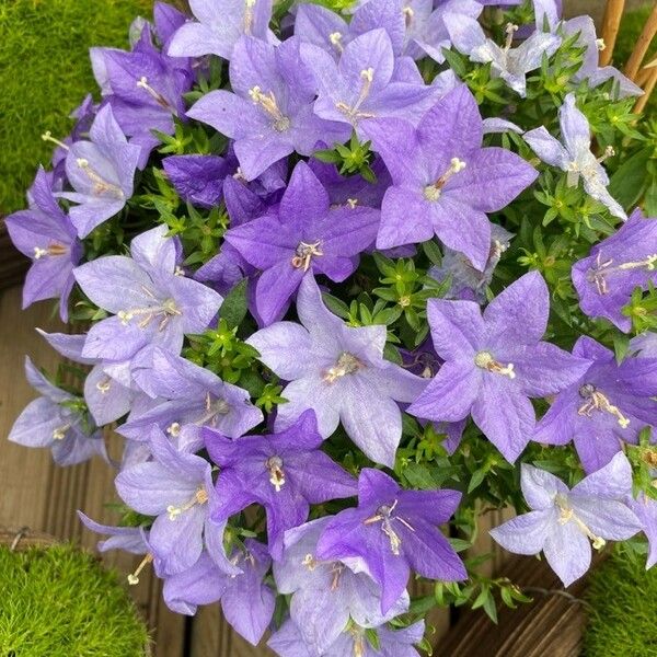 Campanula carpatica Květ