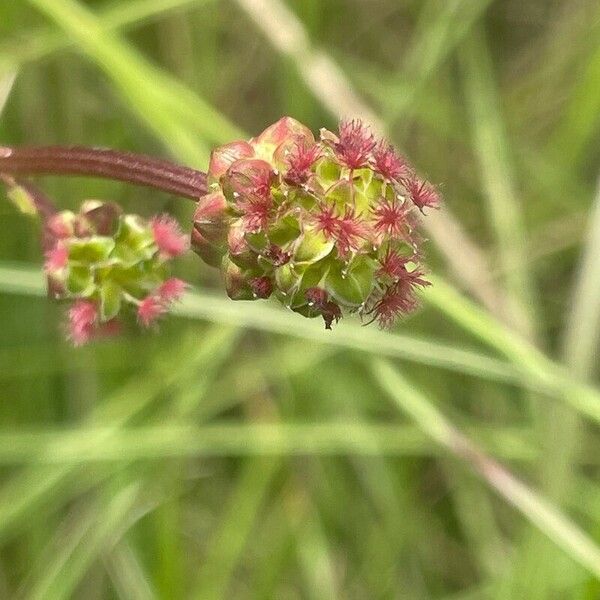 Sanguisorba minor പുഷ്പം