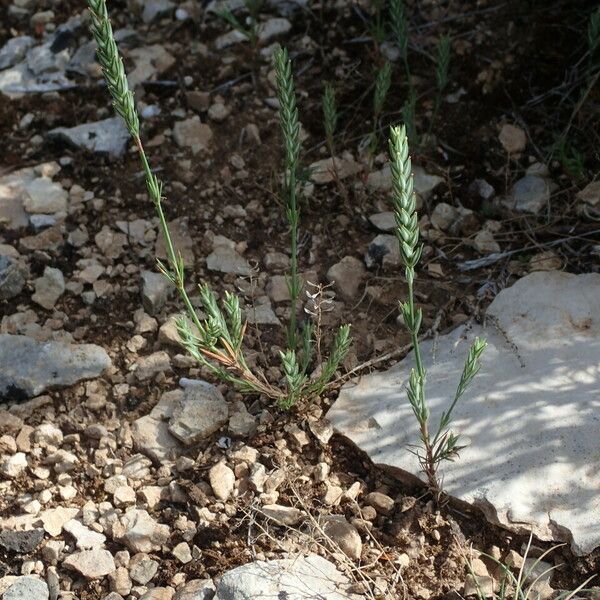 Crucianella angustifolia عادت