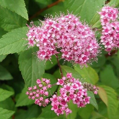 Spiraea japonica Virág