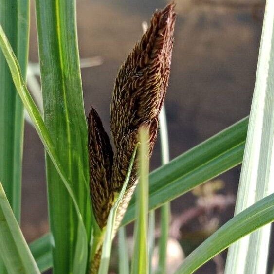 Carex acutiformis ᱵᱟᱦᱟ