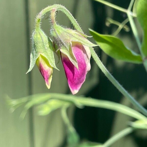 Lathyrus odoratus फूल