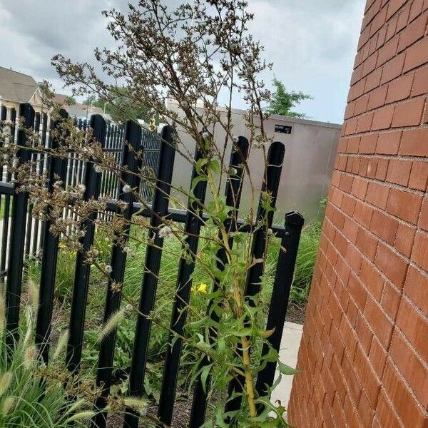 Lactuca canadensis Habit