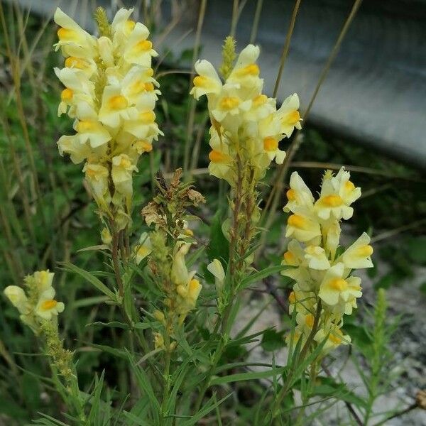 Linaria vulgaris Blomma